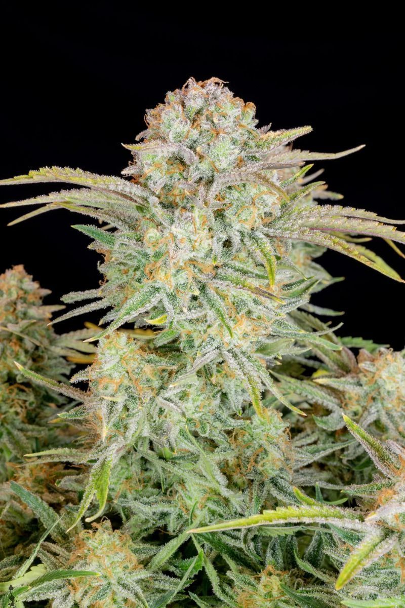 Bruce Banner Auto, Фасовка: 1, изображение 4